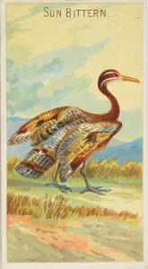 Sun Bittern, from the Birds of the Tropics series (N5) for Allen &