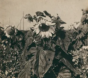 Sunflower Prints: Sunflower, 1910. Creator: Sergey Mikhaylovich Prokudin-Gorsky