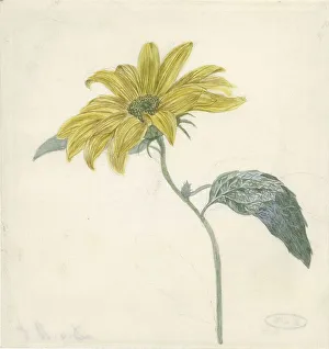 Sunflower Prints: Sunflower, c.1800-c.1900. Creator: D. van Alphen