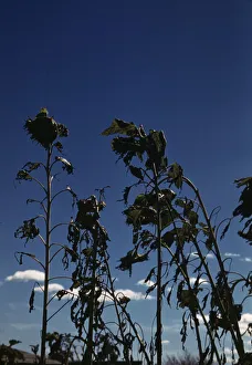 Sunflower Prints: Sunflower plants, between 1941 and 1942. Creator: Unknown