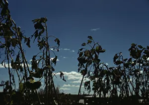 Sunflower plants, between 1941 and 1942. Creator: Unknown