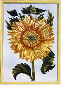 Joyful Collection: Sunflower, pub. 1776. Creator: Pierre Joseph Buchoz (1731-1807)