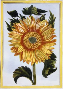 Joyful Prints: Sunflower, pub. 1776. Creator: Pierre Joseph Buchoz (1731-1807)