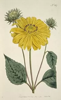 Sunflower, pub. 1796 (hand coloured engraving). Creator: English School (18th Century)