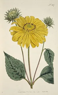 Sunflower, pub. 1796 (hand coloured engraving). Creator: English School (18th Century) Sunflower, pub. 1796 (hand coloured engraving). Creator: English School (18th Century)