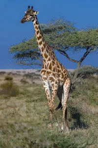 ART Collection: Sunny Giraffe. Creator: Viet Chu