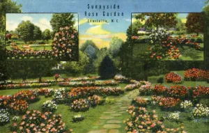 Curt Teich And Prints: Sunnyside Rose Garden, Charlotte, N. C. 1942. Creator: Unknown