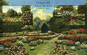 Curteich Chicago Collection: Sunnyside Rose Garden, Charlotte, N. C. 1942. Creator: Unknown