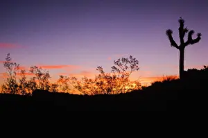 Manno Robert Prints: Alone at Sunset. Creator: Robert Manno
