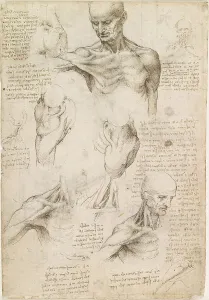 Milanese School Prints: Superficial anatomy of the shoulder and neck