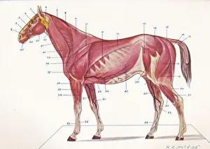 Section Prints: Superficial muscles, tendons, etc of a horse, c1907 (c1910). Artist: RE Holding
