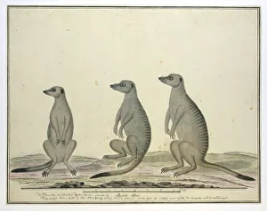 Watercolor Paint Prints: Suricata suricatta (Meerkats), 1773-1780. Creator: Robert Jacob Gordon