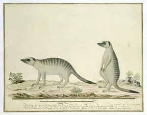 Watercolor Paint Prints: Suricata suricatta (Meerkats), 1777-1786. Creator: Robert Jacob Gordon