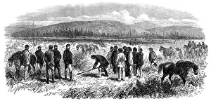 Maoris Prints: Surrender of the New Zealand Chief