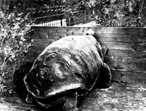 Aged Prints: The last surviving Galapagan Tortoise, 1898. Creator: Unknown