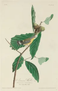 Swainsons Warbler, 1828. Creator: Robert Havell