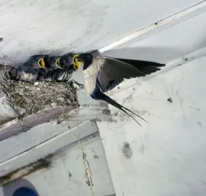 Swallow Prints: Swallow in flight at the nest