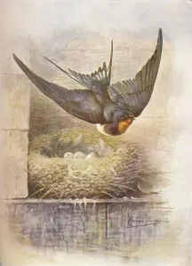 Agility Prints: Swallow - Hirun do rus tica, c1910, (1910). Artist: George James Rankin