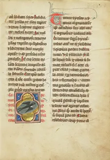 Bestiary Prints: A Swallow; De Natura Avium; De Pastoribus et Ovibus; Bestiarium