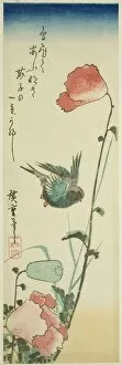 Chutanzaku Gallery: Swallow and poppies, c. 1830s. Creator: Ando Hiroshige