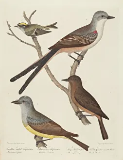 Swallow-tailed Flycatcher, Arkansas Flycatcher, Says Flycatcher, and Female... Wren