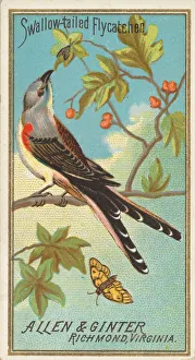 Insectivore Prints: Swallow-tailed Flycatcher, from the Birds of America series (N4) for Allen &amp