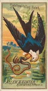 Pond Prints: Swallow-tailed Hawk, from the Birds of America series (N4) for Allen &amp
