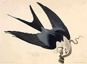 Audubon Gallery: The swallow-tailed kite. From The Birds of America, 1827-1838. Creator: Audubon