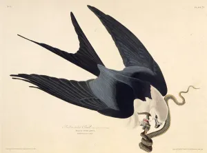 The swallow-tailed kite. From The Birds of America, 1827-1838. Creator: Audubon