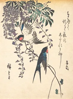 Swallow and Wisteria, mid-1840s. mid-1840s. Creator: Ando Hiroshige