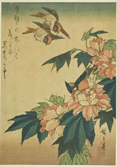 Hibiscus Prints: Swallows, kingfisher, and hibiscus, c. 1830s. Creator: Ando Hiroshige