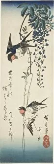Swallows and wisteria, 1840s. Creator: Ando Hiroshige