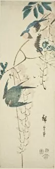 Swallows and wisteria, 1854. Creator: Ando Hiroshige