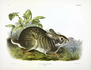John James Audubon 1785 1851 Prints: Swamp Hare, Lepus Aquaticus, 1845