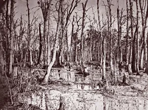 Appomattox River Prints: Swamp near Broadway Landing, Appomattox River, 1864. Creator: Tim O Sullivan