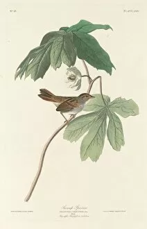 Swamp Sparrow, 1829. Creator: Robert Havell