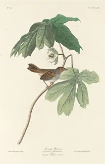 Sparrows Prints: Swamp Sparrow, 1829. Creator: Robert Havell
