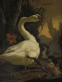 Wild Prints: Swan, c1700. Creator: Abraham Busschop