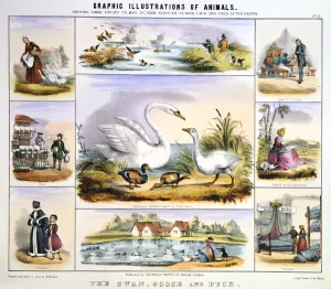 Mattress Prints: The Swan, Goose and Duck, c1850. Artist: Benjamin Waterhouse Hawkins
