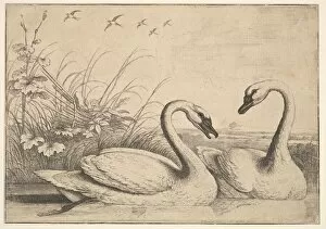 Francis Gallery: Two Swans, 1654-58. Creator: Wenceslaus Hollar