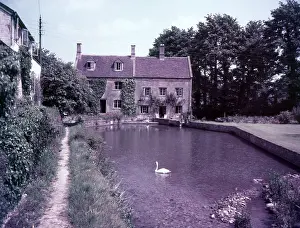 Swan Prints: Swans on the pond, Blockley, Gloucestershire, c1955. Creator: Arthur Charles Kirby Ware