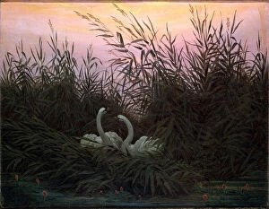 Images Dated 15th June 2010: Swans in the Reeds, c1794-c1831. Artist: Caspar David Friedrich