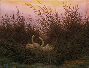 Swan Prints: Swans in the reeds at the first dawn, 1832. Creator: Caspar David Friedrich