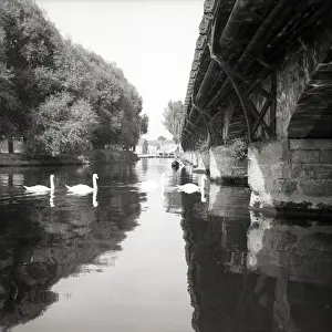 Swan Prints: Swans on the River Avon, Stratford-upon-Avon