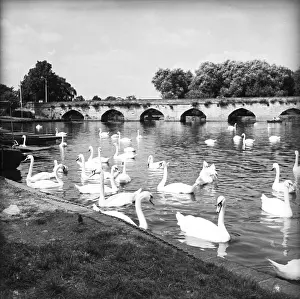 Swan Prints: Swans on the River Avon, Stratford-upon-Avon