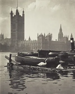 Swans Prints: Swans of the Thames. From the album: Photograph album - London. Creator: Harry Moult