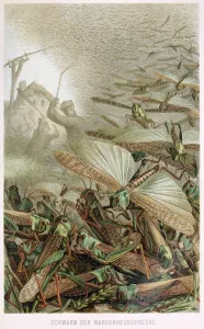 Locust Prints: A Swarm of Locusts, from Brehms Tierleben, pub. 1860s (colour lithograph), 1860