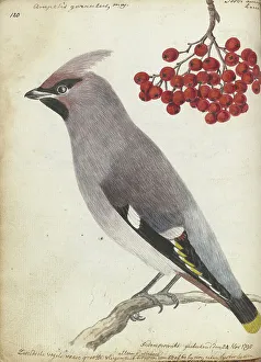 Berries Prints: Swedish bird, 1795. Creator: Jan Brandes