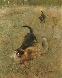 Biting Prints: Swedish Foxhound and Fox, 1885. Creator: Bruno Liljefors