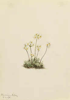 Walcott Mary Morris Vaux Prints: Sweet Androsace (Androsace carinata), 1916. Creator: Mary Vaux Walcott